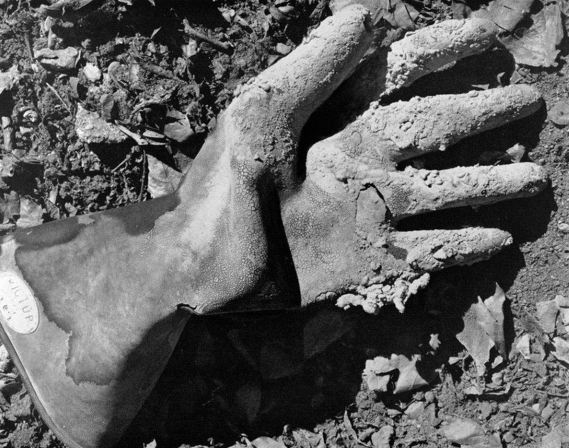 Edward Weston, Cement Workers Glove