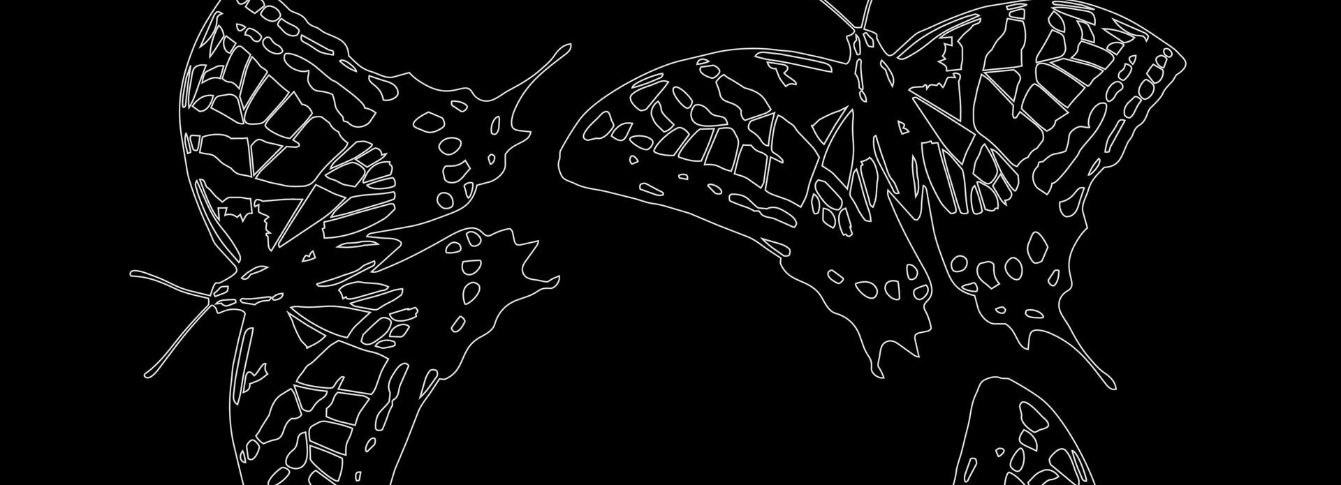 Vita tecknade fjärilar på svart bakgrund.